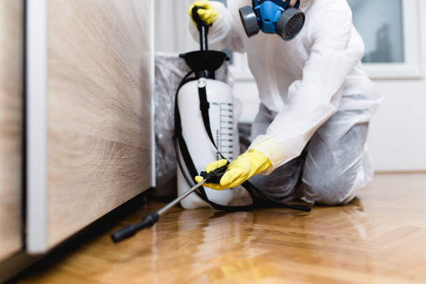 Best Local Pest Control Services  in Paintsville, KY